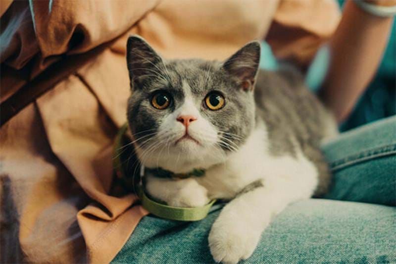 Vad kostar det att ha katt?