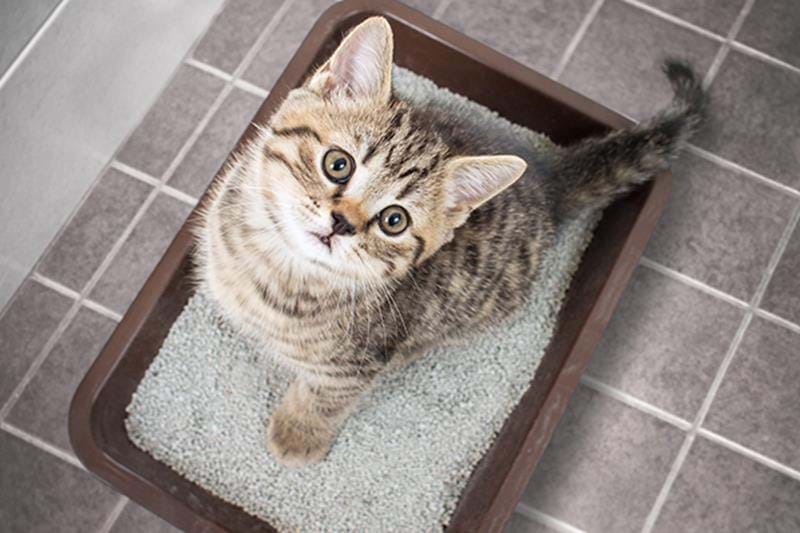 Hur Ofta Ska Man Avmaska Katt Hur Ofta Ska Man Avmaska Katt
